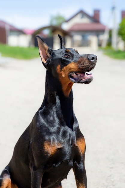 Cão doberman pinscher parado na rua