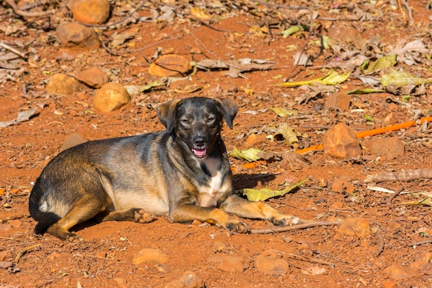 Cão dócil na fazenda em dia ensolarado