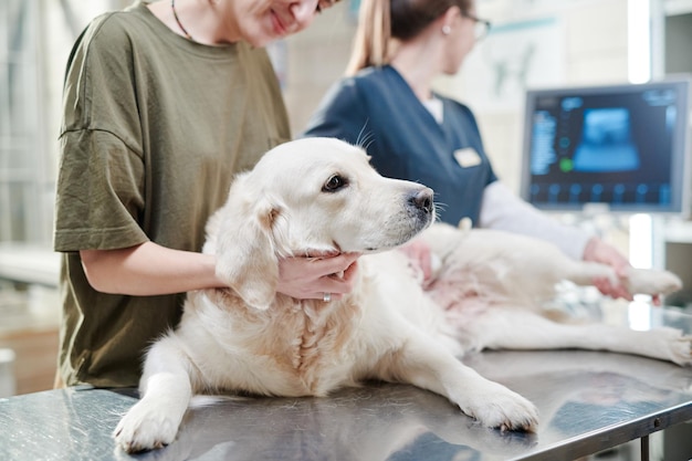 Cão doente na clínica veterinária