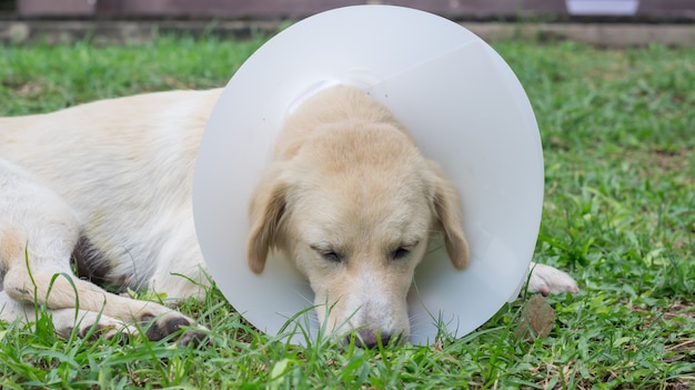 Cão doente que desgasta um colar do funil e que encontra-se em uma grama.