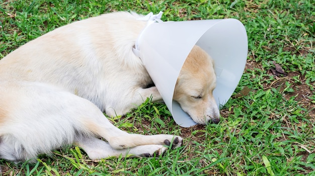 Cão doente que desgasta um colar do funil e que encontra-se em uma grama.
