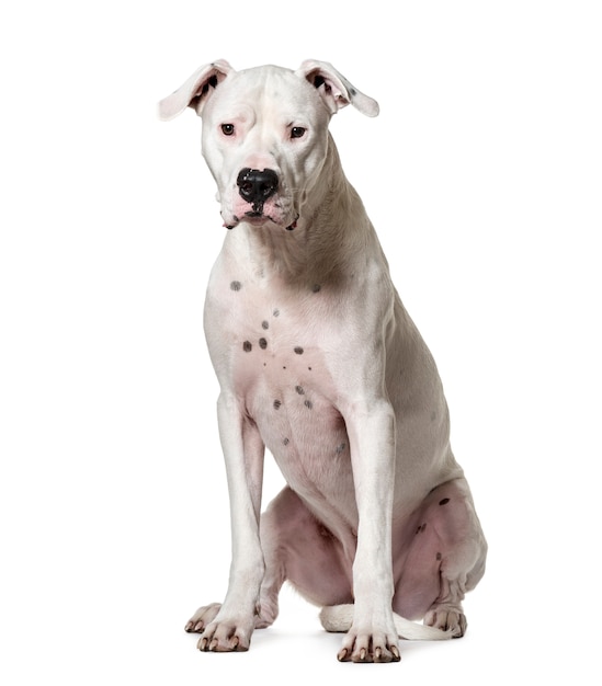 Cão Dogo argentino sentado