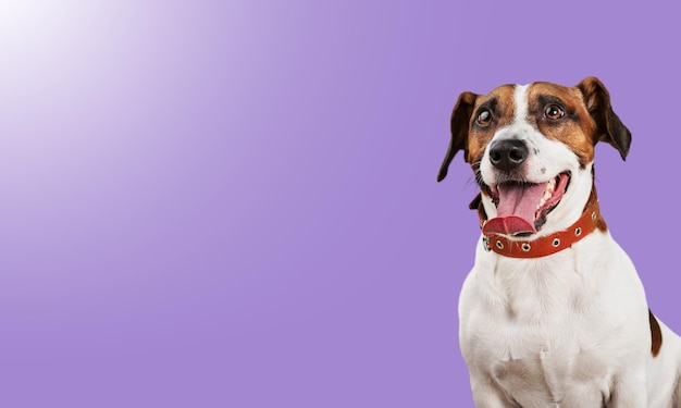 Cão doméstico bonito sentado entre fundo roxo