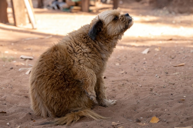 Cão doméstico em uma fazenda com foco seletivo