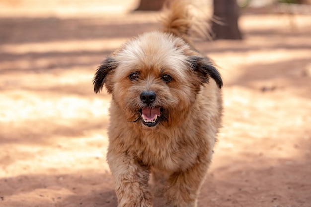 Cão doméstico em uma fazenda com foco seletivo