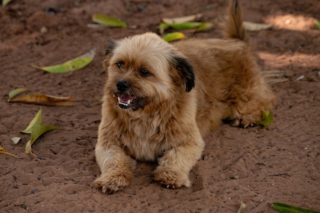 Foto cão doméstico em uma fazenda com foco seletivo