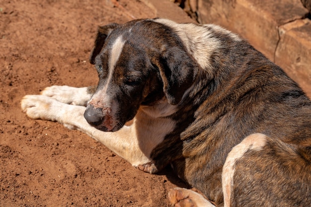 Cão doméstico em uma fazenda com foco seletivo