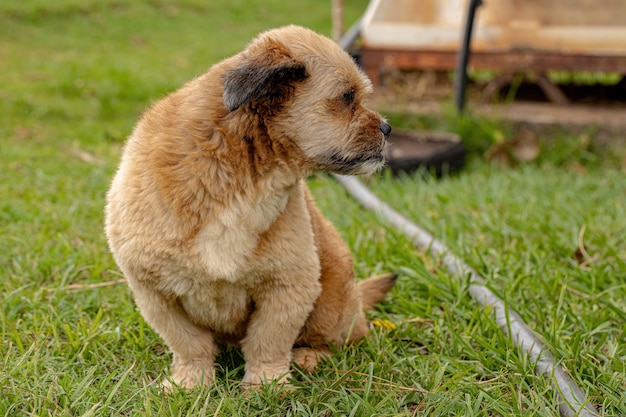 Cão doméstico em uma fazenda com foco seletivo