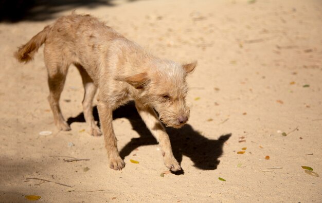 Cão doméstico vadio na areia com magrelo