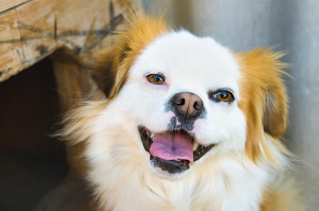 cão doméstico