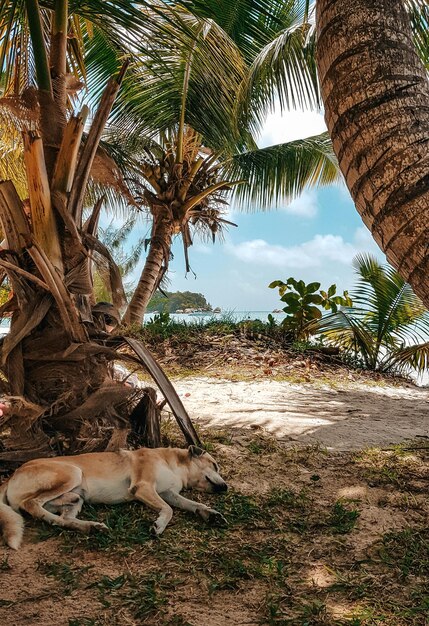 Foto cão dormindo à sombra de palmeiras em uma praia tropical