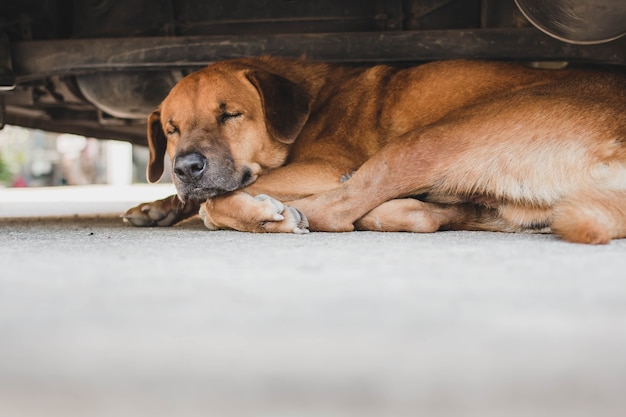 Cão dormindo debaixo do carro