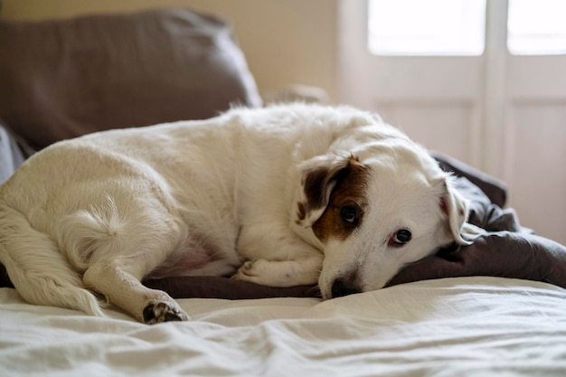 Cão dormindo na cama conceito de casa família