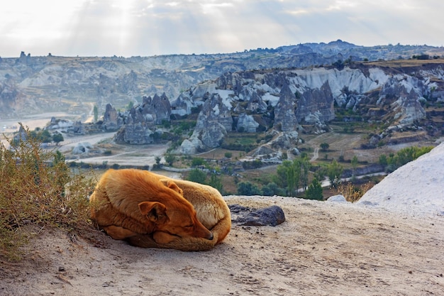 Foto cão dormindo na paisagem cênica de montanha capadócia anatólia turquia