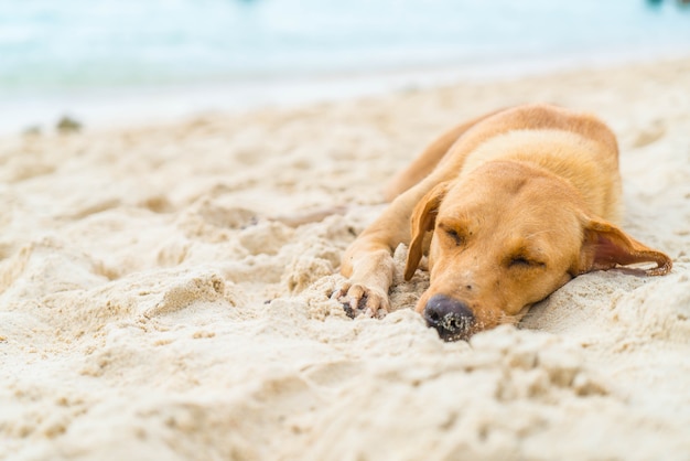 cão dormindo na praia