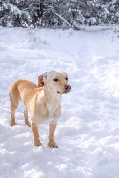 Cão dourado na neve no inverno