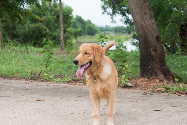 Cão dourado