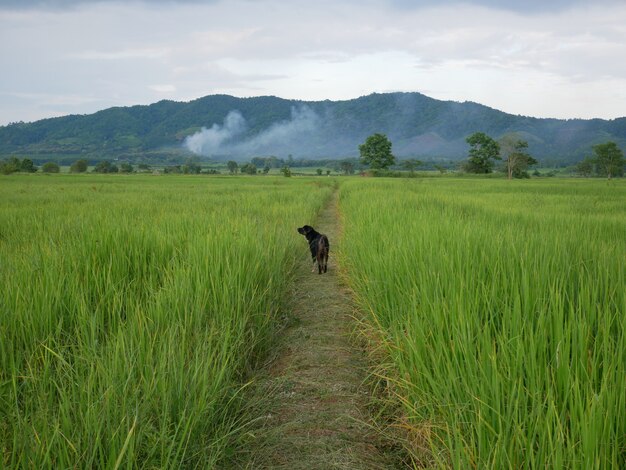 cão e arroz fazenda na natureza rural