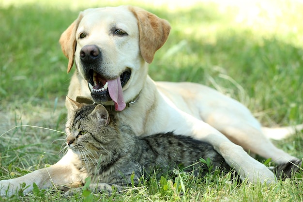 Cão e gato amigáveis descansando sobre um fundo de grama verde