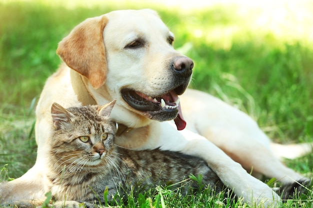 Cão e gato amigáveis descansando sobre um fundo de grama verde