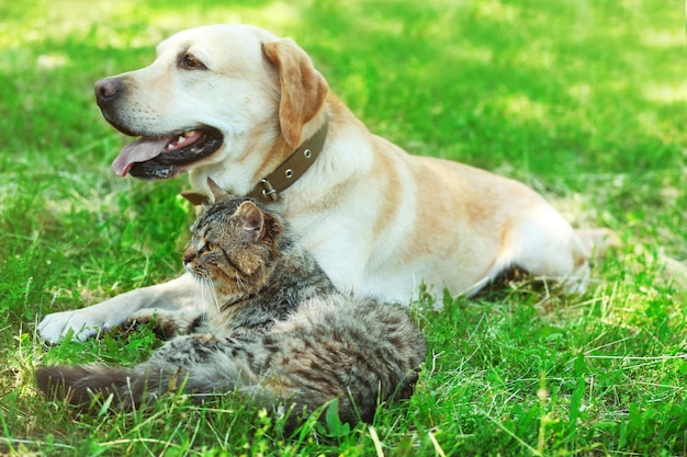 Cão e gato amigáveis descansando sobre um fundo de grama verde