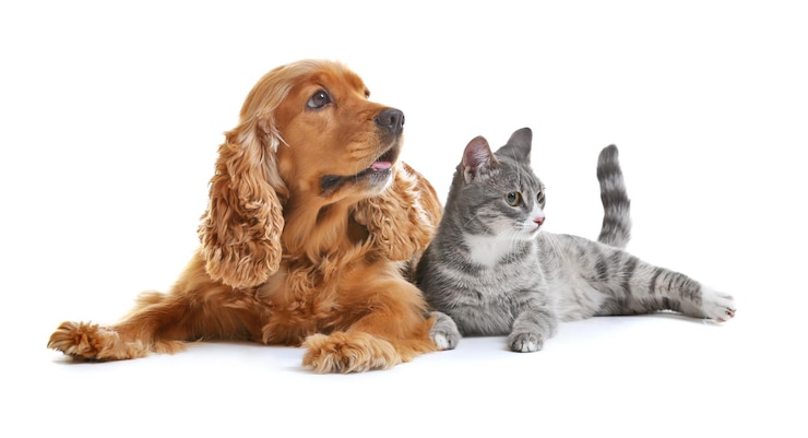 Foto cão e gato bonitos juntos em fundo branco