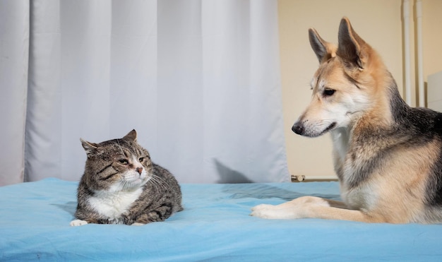 Cão e gato brincalhão na cama em casa