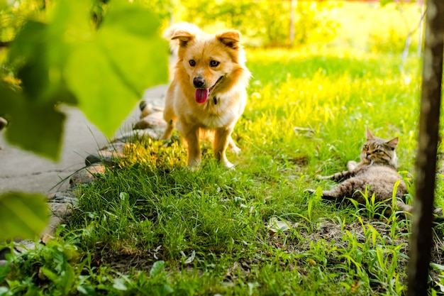 Cão e gato brincando no quintal contra o fundo da luz do sol da tarde