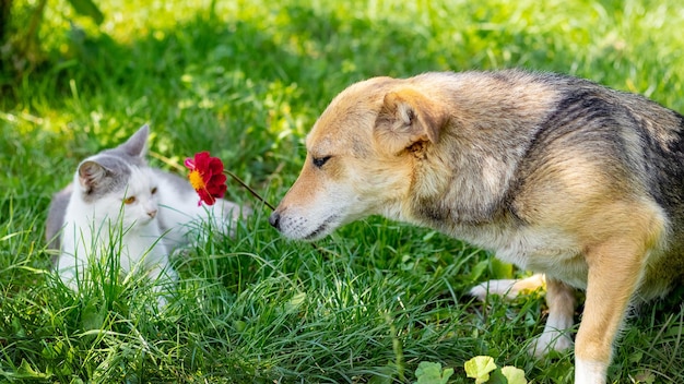 Cão e gato deitado pacificamente no jardim na grama