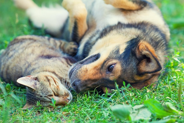Cão e gato deitados juntos na grama