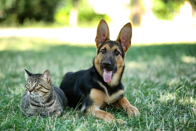 Cão e gato fofos na grama verde