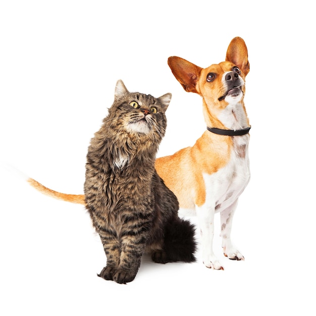 Cão e Gato Olhando Juntos