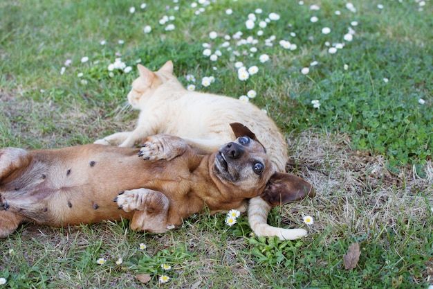 Cão e gato que joga na grama verde com engraçado e expressão do medo.
