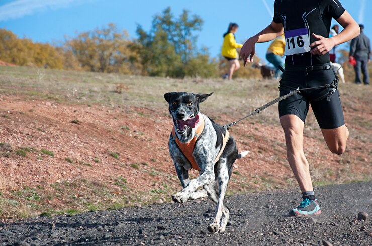 Cão e homem participando de uma corrida popular de canicross