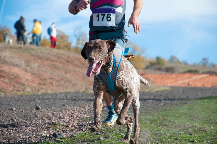 Cão e homem participando de uma corrida popular de canicross
