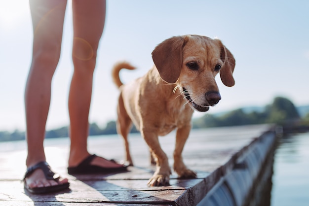 Cão e menina em pé na doca