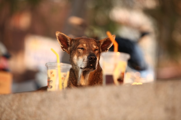 Foto cão e sua bebida