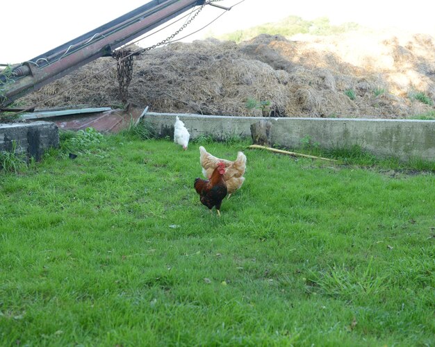 Cão em campo gramado