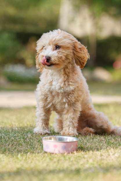 Cão em campo gramado