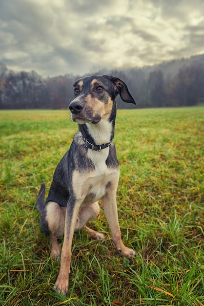 Cão em campo