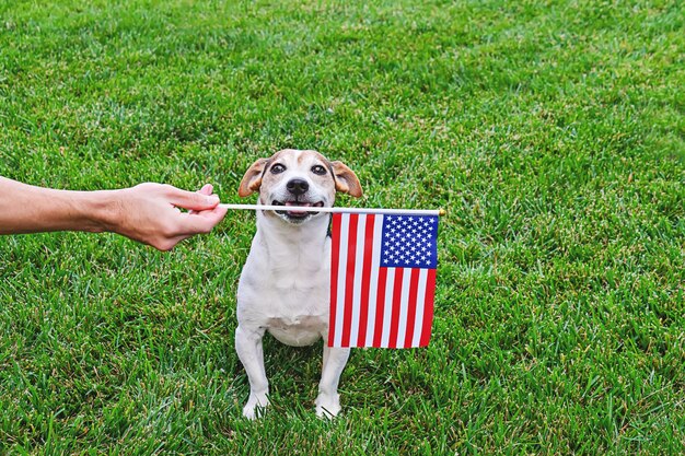 Cão em óculos de sol de estrelas e listras com bandeira americana