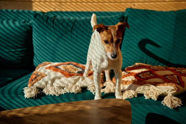 Cão em pé no sofá na sala de estar Interior elegante com animal de estimação curioso no lugar para relaxar