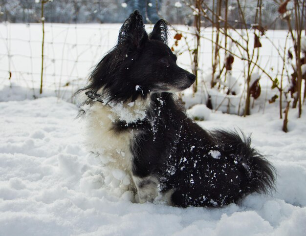 Foto cão em terra coberta de neve