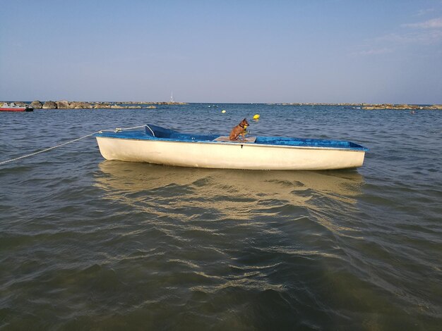 Cão em um barco no mar contra um céu claro