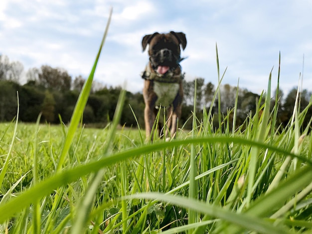 Foto cão em um campo de grama contra o céu