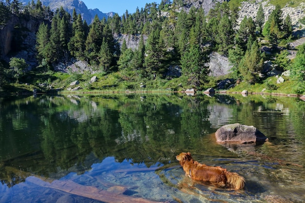 Foto cão em um lago 