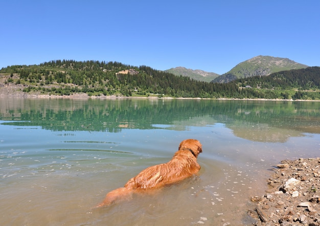 Cão em um lago