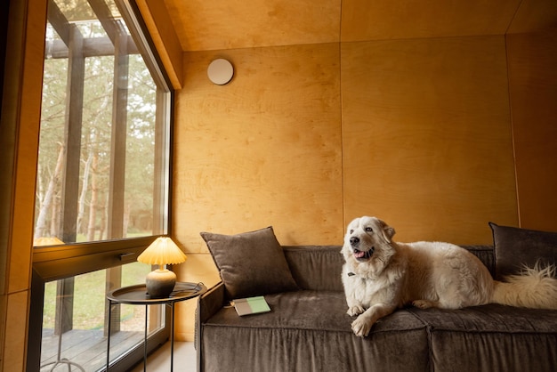 Cão em um sofá em casa de madeira