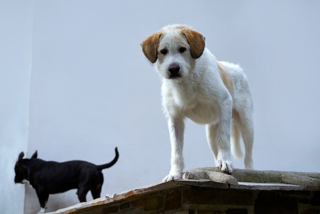 Cão em um telhado na Andaluzia espanha