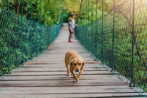 Cão em uma ponte suspensa de madeira